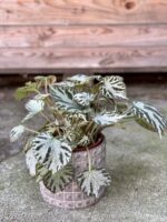 Zdjęcie rośliny Begonia Silver Jewel, ujęcie 3