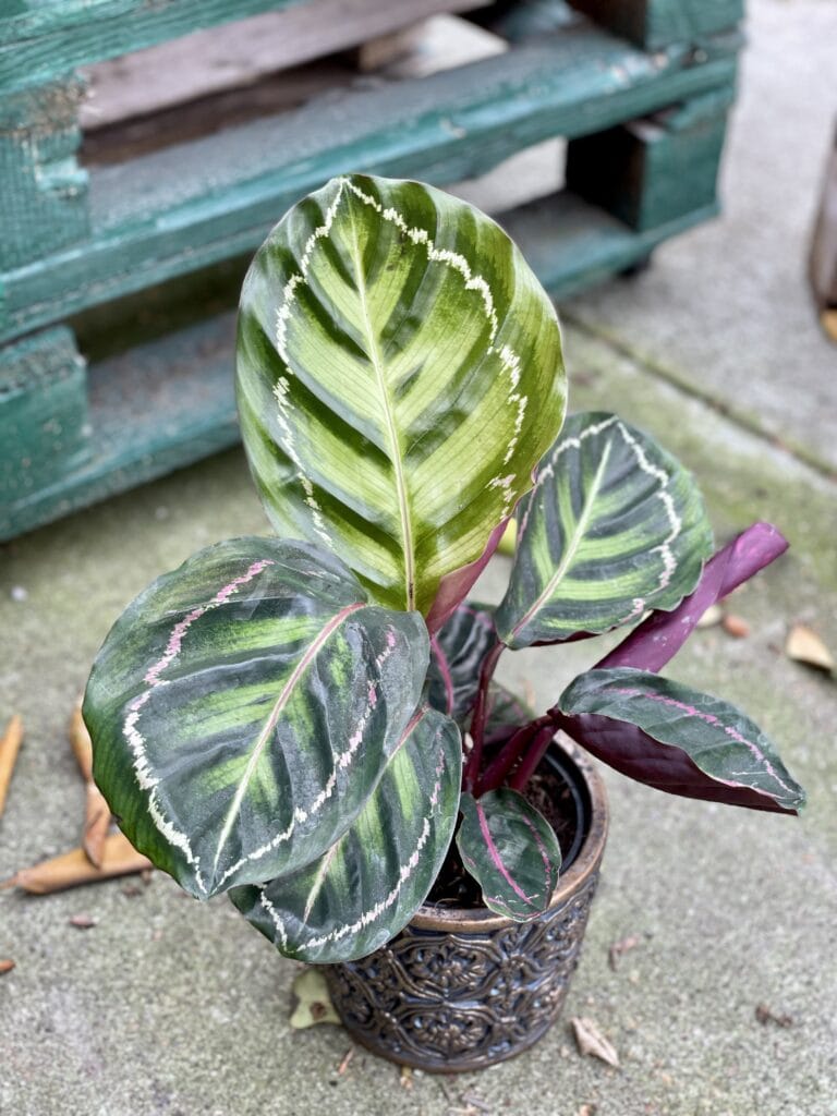 Calathea roseopicta Illustris (Kalatea) - Jungle Boogie