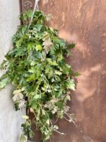 Zdjęcie rośliny Cissus rhombifolia Ellen Danica, ujęcie 1