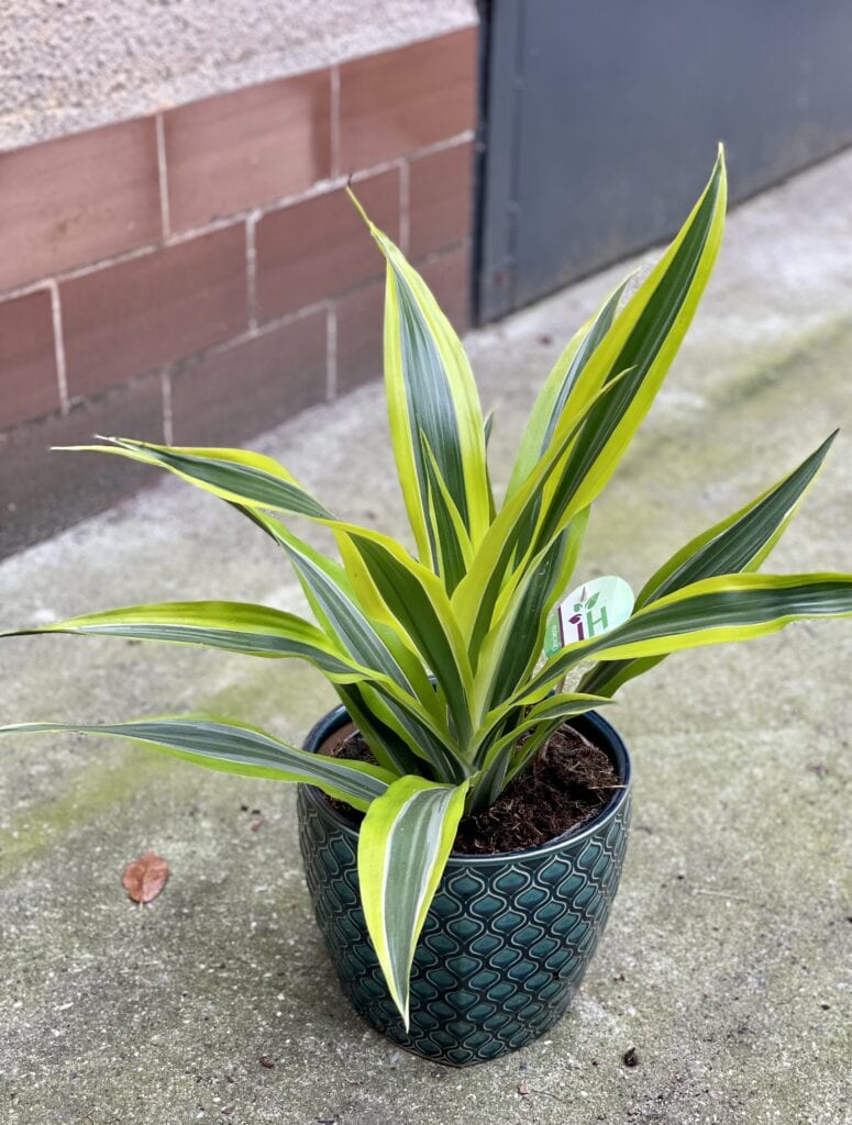 Dracaena Lemon Lime (Dracena) - Jungle Boogie