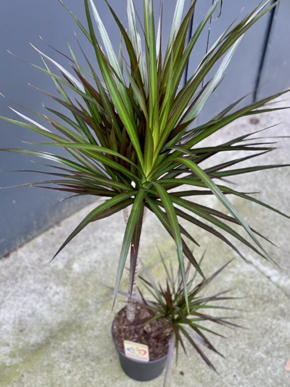 Zdjęcie rośliny Dracaena marginata Magenta, ujęcie 1