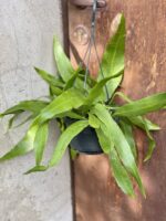 Zdjęcie rośliny Epiphyllum pumillum, ujęcie 1