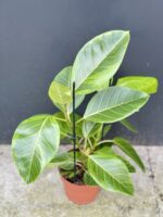 Zdjęcie rośliny Ficus Altissima, ujęcie 1