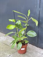 Zdjęcie rośliny Ficus Altissima, ujęcie 3
