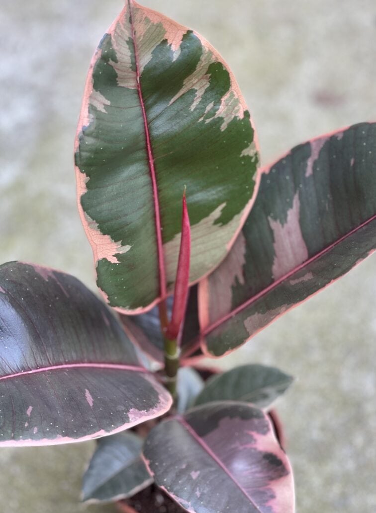 Zdjęcie rośliny Ficus Belize, ujęcie 3