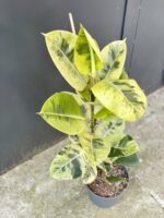 Zdjęcie rośliny Ficus elastica Moonshine, ujęcie 2