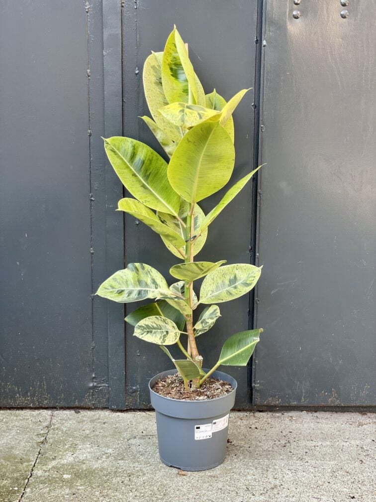 Zdjęcie rośliny Ficus elastica Moonshine, ujęcie 3