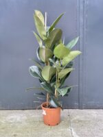 Zdjęcie rośliny Ficus elastica Robusta, ujęcie 2