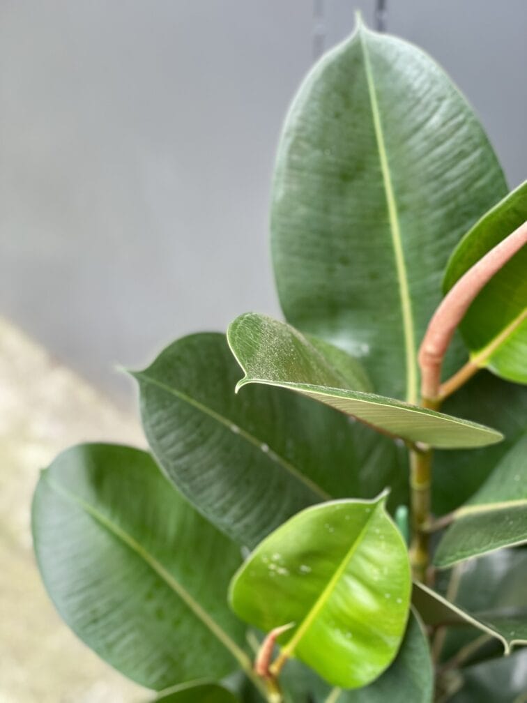 Zdjęcie rośliny Ficus elastica Robusta, ujęcie 3