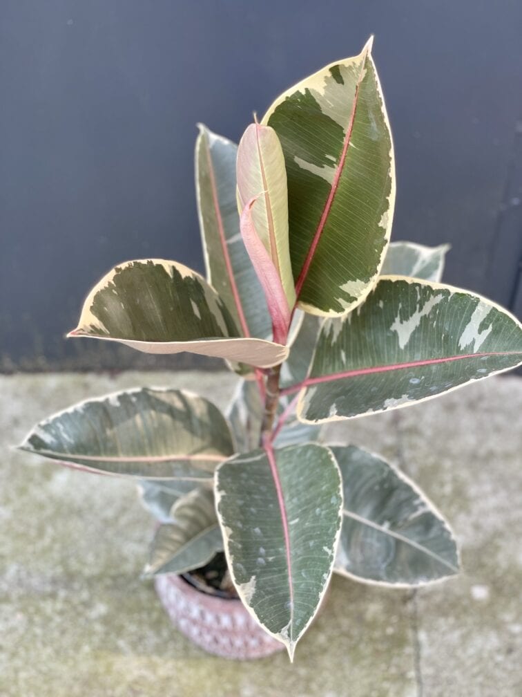 Zdjęcie rośliny Ficus Elastica Tineke, ujęcie 3