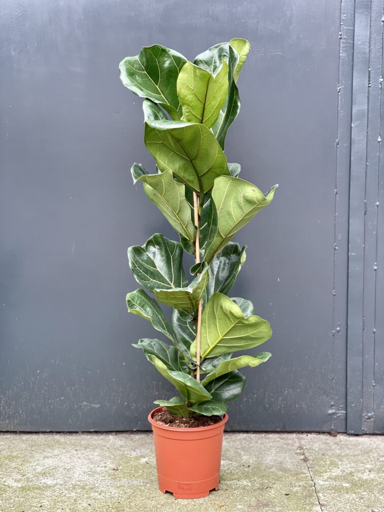Zdjęcie rośliny Ficus Lyrata (Figowiec Lirolistny / Dębolistny), ujęcie 1