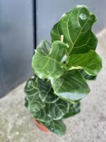 Zdjęcie rośliny Ficus Lyrata (Figowiec Lirolistny / Dębolistny), ujęcie 2