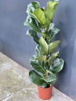 Zdjęcie rośliny Ficus Lyrata (Figowiec Lirolistny / Dębolistny), ujęcie 3