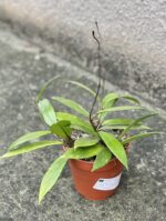 Zdjęcie rośliny Hoya Pubicalix, ujęcie 2