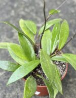 Zdjęcie rośliny Hoya Pubicalix, ujęcie 3