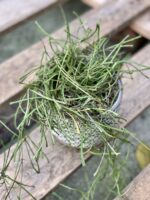 Zdjęcie rośliny Hoya retusa, ujęcie 1