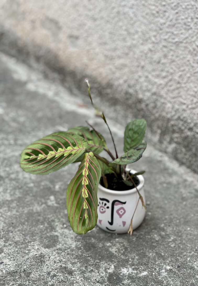 Zdjęcie rośliny Marantha Fascinator Tricolor, ujęcie 1