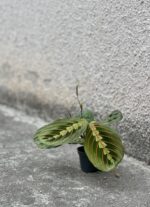 Zdjęcie rośliny Marantha Fascinator Tricolor, ujęcie 2