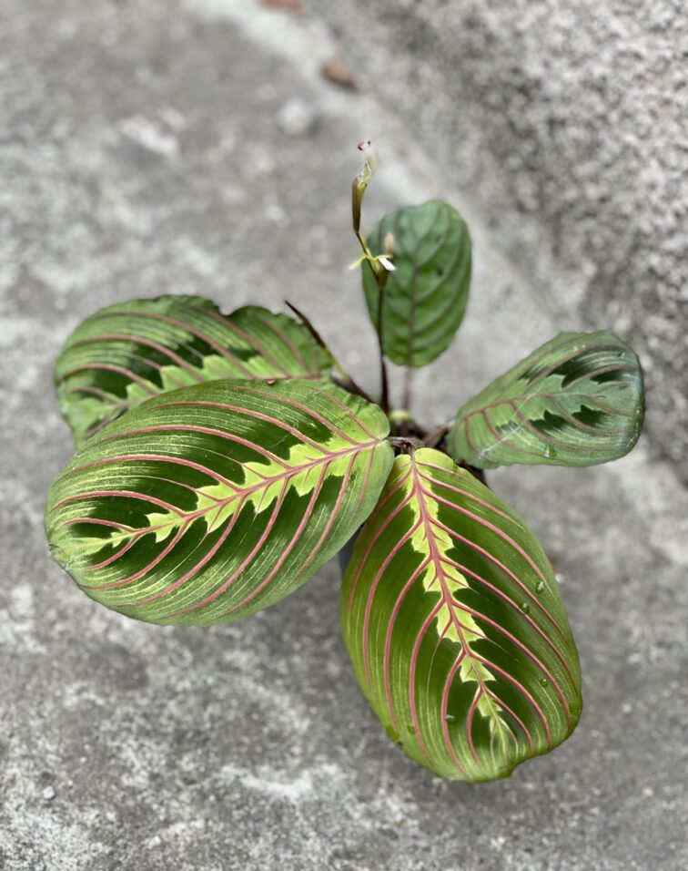 Zdjęcie rośliny Marantha Fascinator Tricolor, ujęcie 3