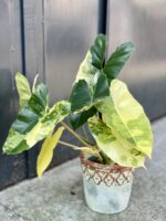 Zdjęcie doniczki lub oslonki: Osłonka Agrypina 14x16 cm, ujęcie 2