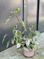 Zdjęcie doniczki lub oslonki: Osłonka Arctic Pink 11x11 cm, ujęcie 2