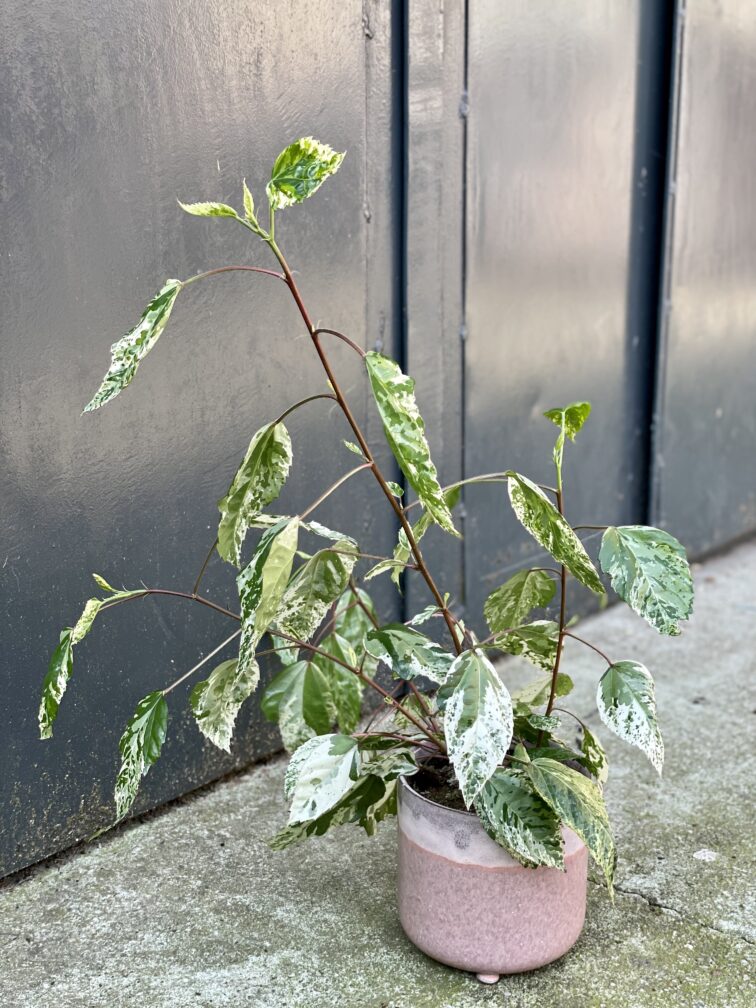 Zdjęcie doniczki lub oslonki: Osłonka Arctic Pink 11x11 cm, ujęcie 2