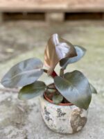 Zdjęcie doniczki lub oslonki: Osłonka Leopard 12x11 cm, ujęcie 2