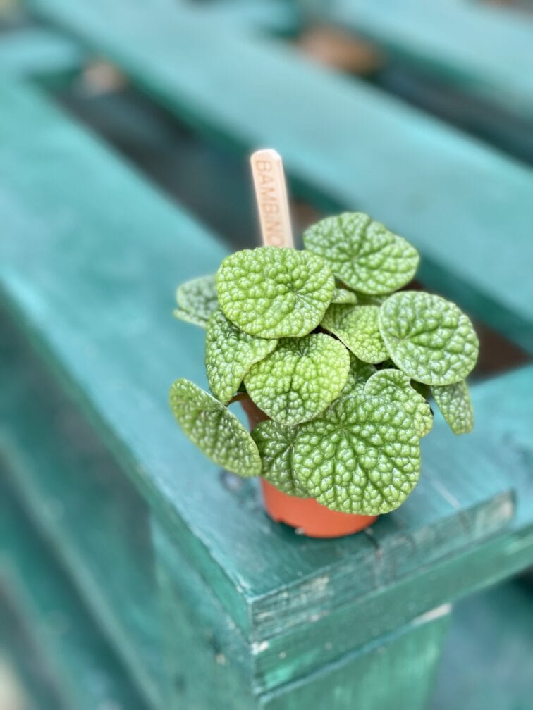 Zdjęcie rośliny Peperomia Bubble Green, ujęcie 1