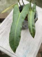Zdjęcie rośliny Philodendron atabapoense, ujęcie 2