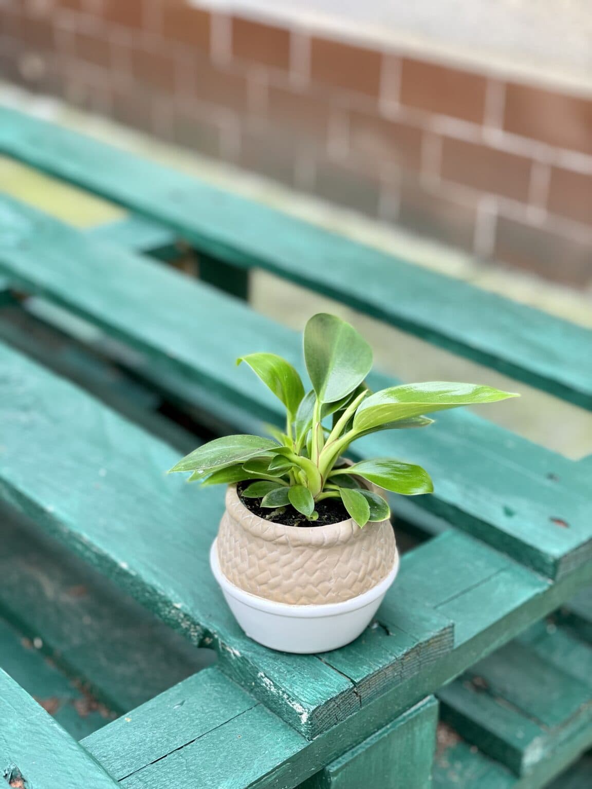 Philodendron Birkin Jungle Boogie
