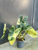 Zdjęcie rośliny Philodendron Burle Marx variegata, ujęcie 3