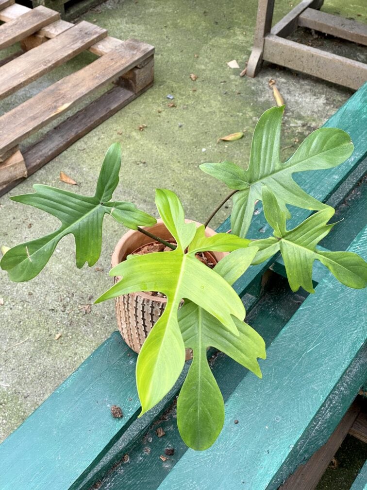 Zdjęcie rośliny Philodendron Florida Ghost, ujęcie 1