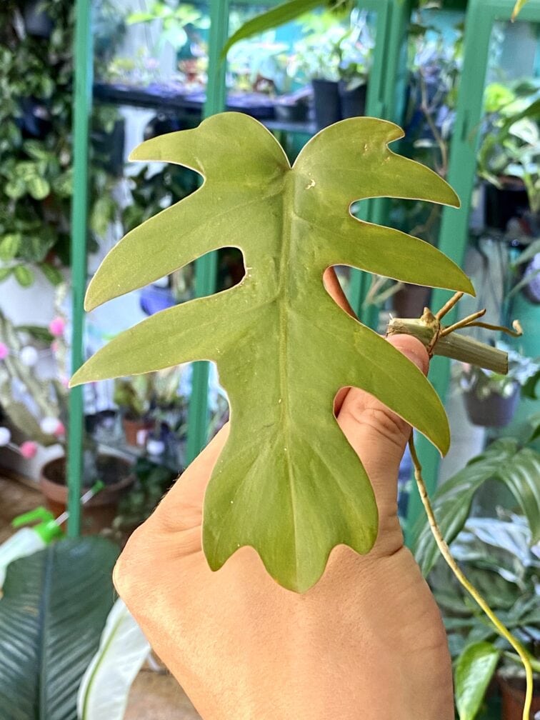 Zdjęcie rośliny Philodendron Mayoi, ujęcie 1