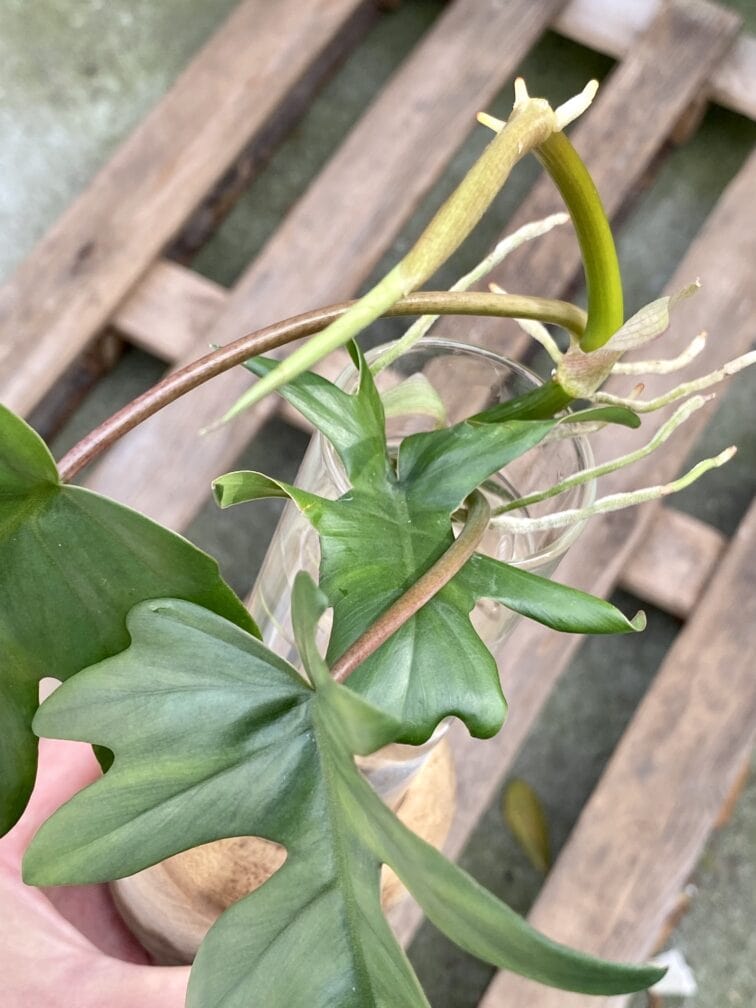 Zdjęcie rośliny Philodendron Mayoi, ujęcie 3