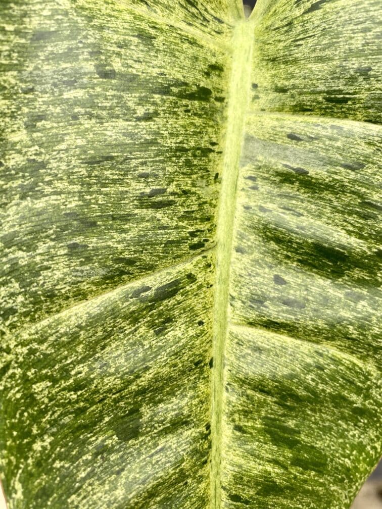 Zdjęcie rośliny Philodendron Paraiso Verde, ujęcie 2