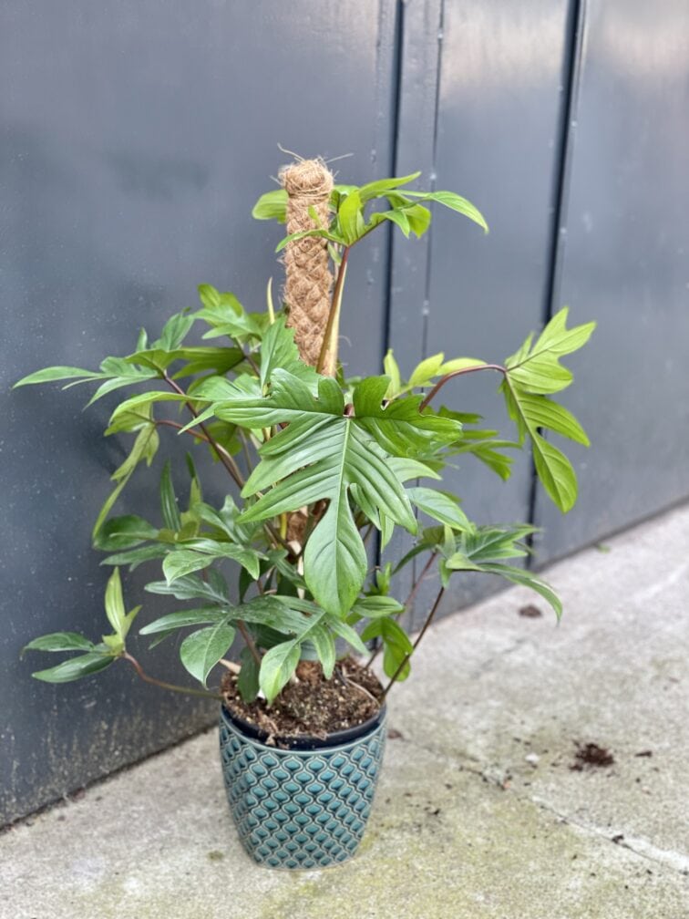 Zdjęcie rośliny Philodendron Pedatum, ujęcie 1