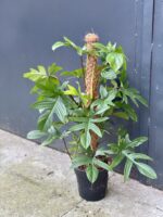 Zdjęcie rośliny Philodendron Pedatum, ujęcie 3