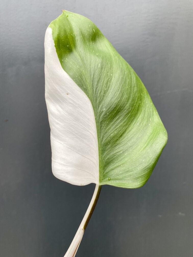 Zdjęcie rośliny Philodendron White Knight, ujęcie 1