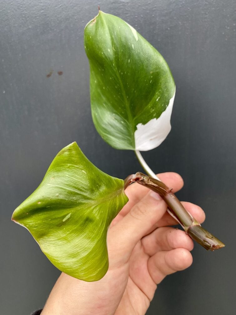 Zdjęcie rośliny Philodendron White Knight, ujęcie 3