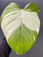 Zdjęcie rośliny Philodendron White Princess - sadzonka, ujęcie 1
