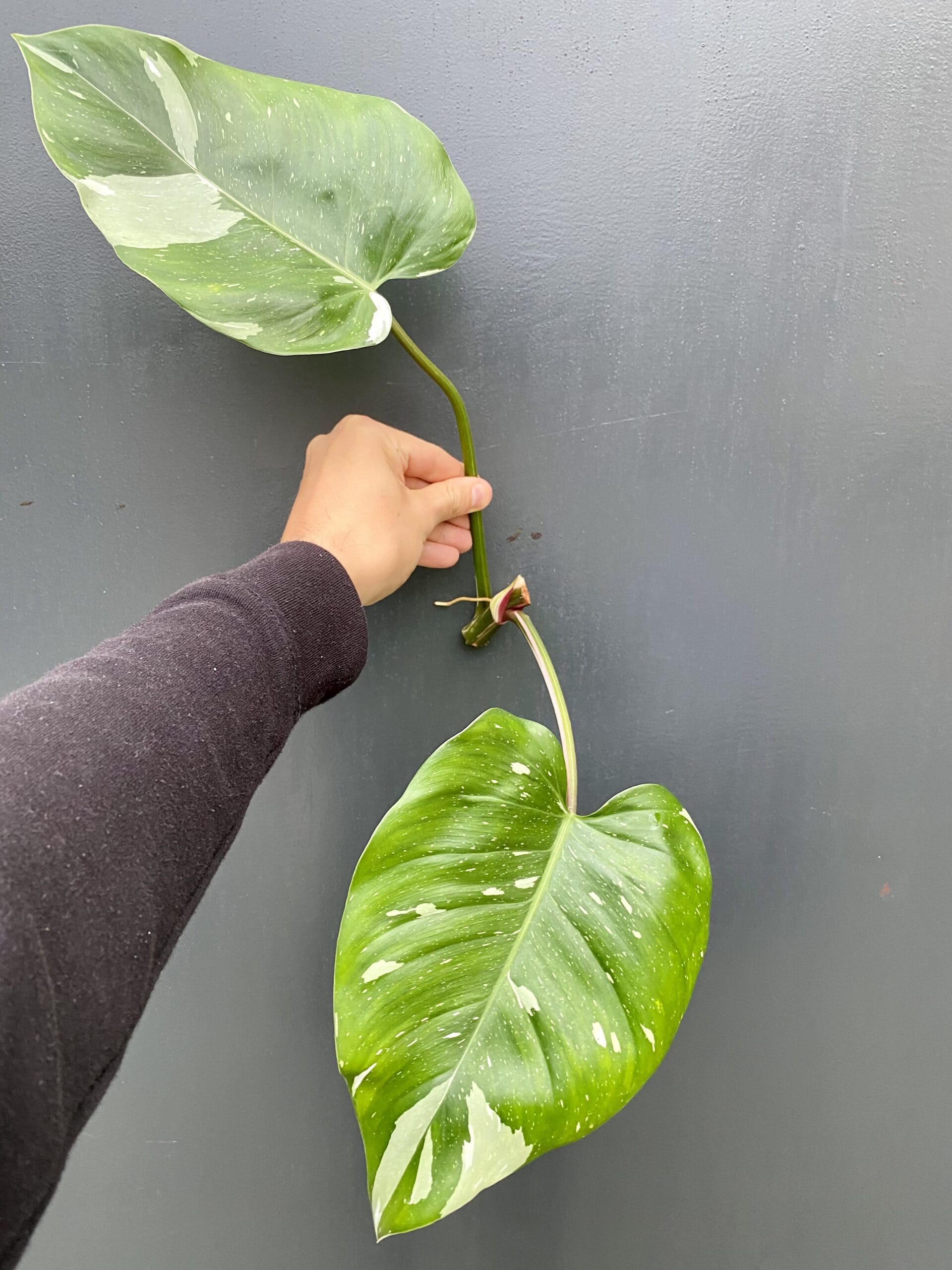 Zdjęcie rośliny Philodendron White Princess - sadzonka, ujęcie 1