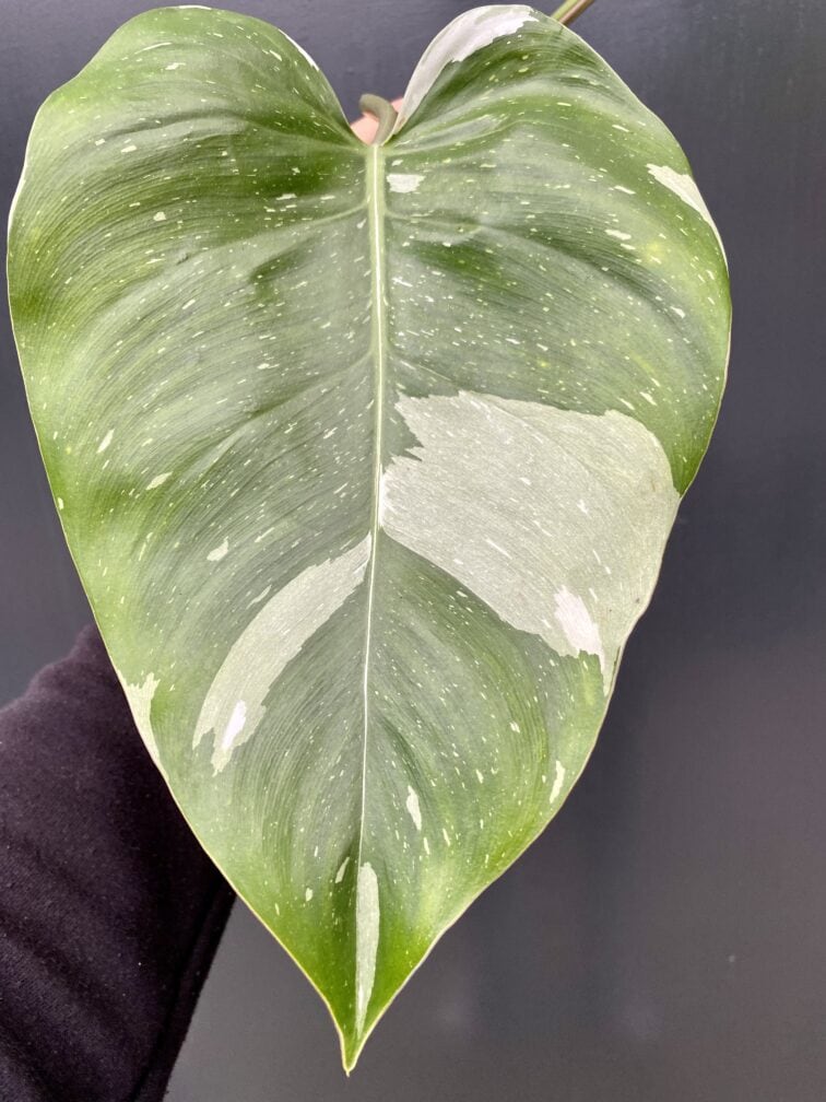 Zdjęcie rośliny Philodendron White Princess - sadzonka, ujęcie 2