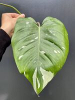 Zdjęcie rośliny Philodendron White Princess - sadzonka, ujęcie 3