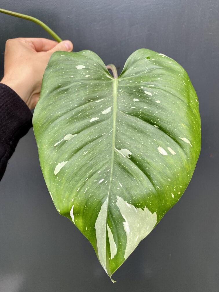 Zdjęcie rośliny Philodendron White Princess - sadzonka, ujęcie 3