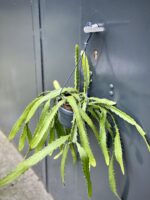 Zdjęcie rośliny Rhipsalis monacantha, ujęcie 1
