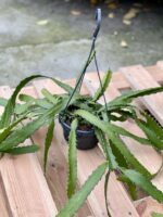 Zdjęcie rośliny Rhipsalis monacantha, ujęcie 2