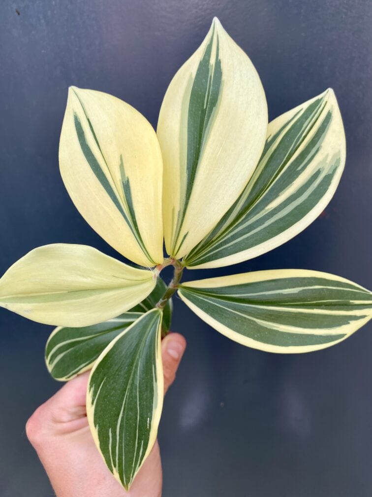 Zdjęcie rośliny Sadzonka Costus Arabicus Variegatus, ujęcie 1
