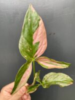 Zdjęcie rośliny Sadzonka Syngonium Pink Splash, ujęcie 1