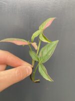 Zdjęcie rośliny Sadzonka Syngonium Pink Splash, ujęcie 3