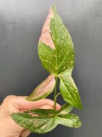 Zdjęcie rośliny Sadzonka Syngonium Pink Splash, ujęcie 1